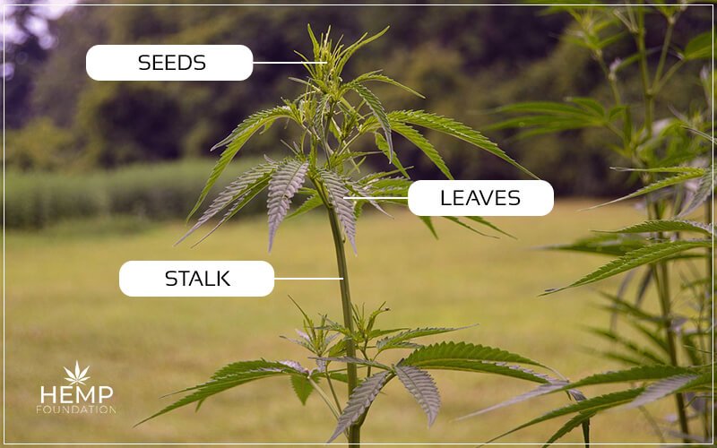 parts of a hemp plant