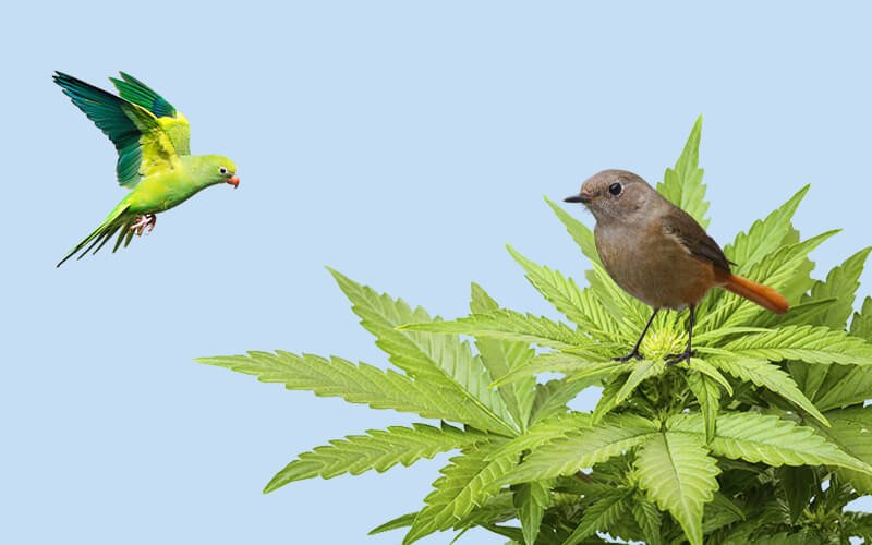 hemp to Save Birds