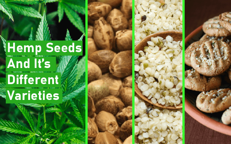 Hemp Seeds And It’s Different Varieties – Hemp Foundation